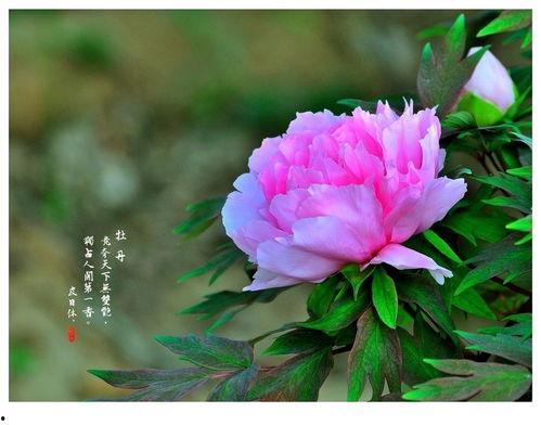 国色天香4最新爆料,剧情升级，神秘人物揭晓！